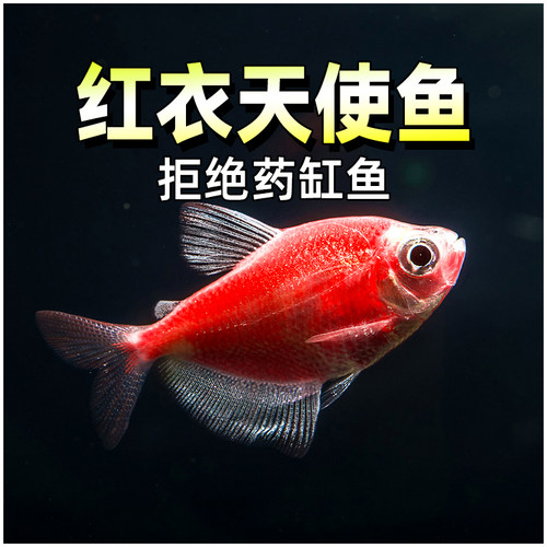 红衣天使仙长尾巴天使鱼观赏鱼