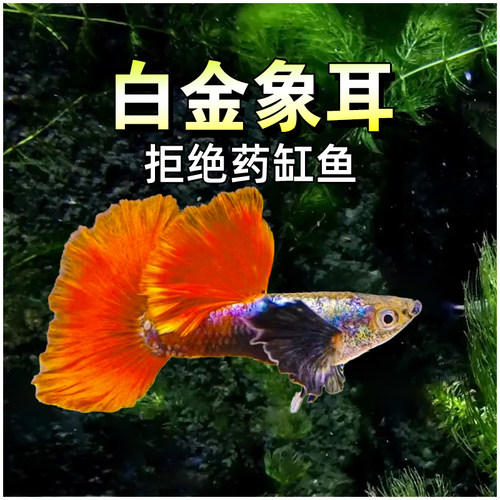 白金红尾象耳孔雀鱼小型淡水鱼