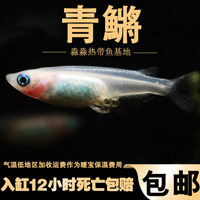 冷水青鳉鱼原生广西弓背