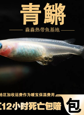 冷水青鳉鱼原生广西弓背淡水观赏