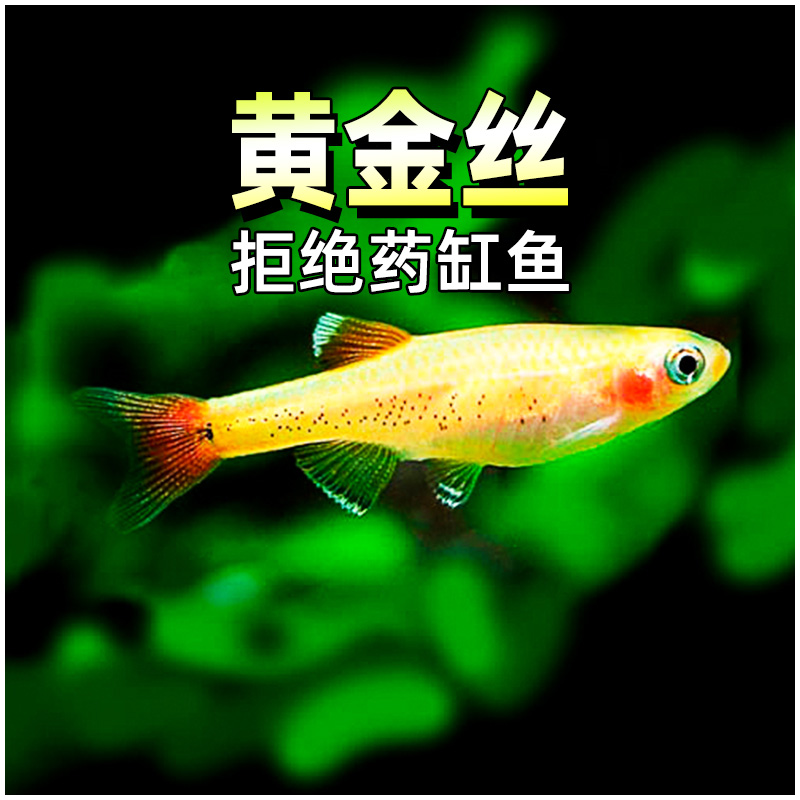 红尾黄金丝冷水鱼白云金丝鱼