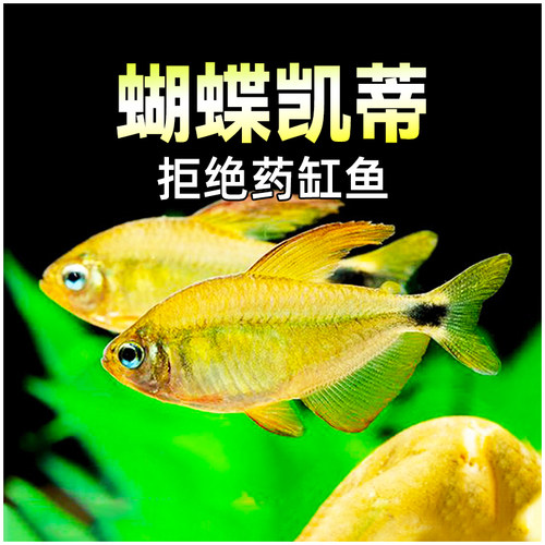 蝴蝶凯帝灯凯帝高端凯蒂灯鱼