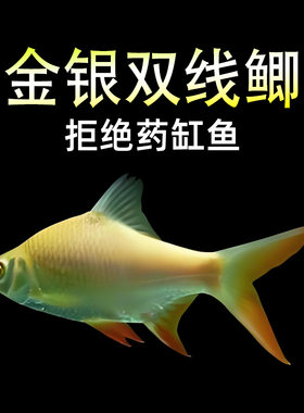 金银双线鲫鱼热带观赏鱼金凤银凤