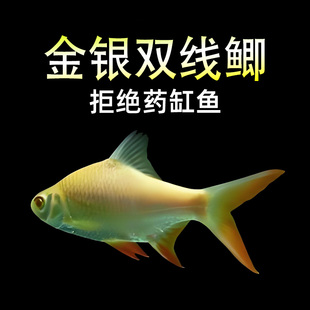金银双线鲫鱼金凤银凤热带观赏鱼精品中大型层淡水鱼泰国活体耐养