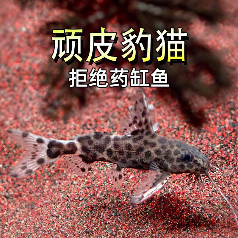哥伦比亚豹猫鱼鲶科鱼中小型热带淡水鱼水族观赏豹纹猫鱼活体宠物