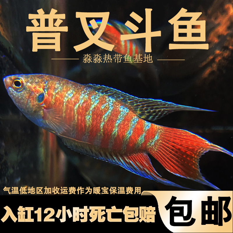 淡水观赏鱼中国斗鱼活体活鱼冷水图片