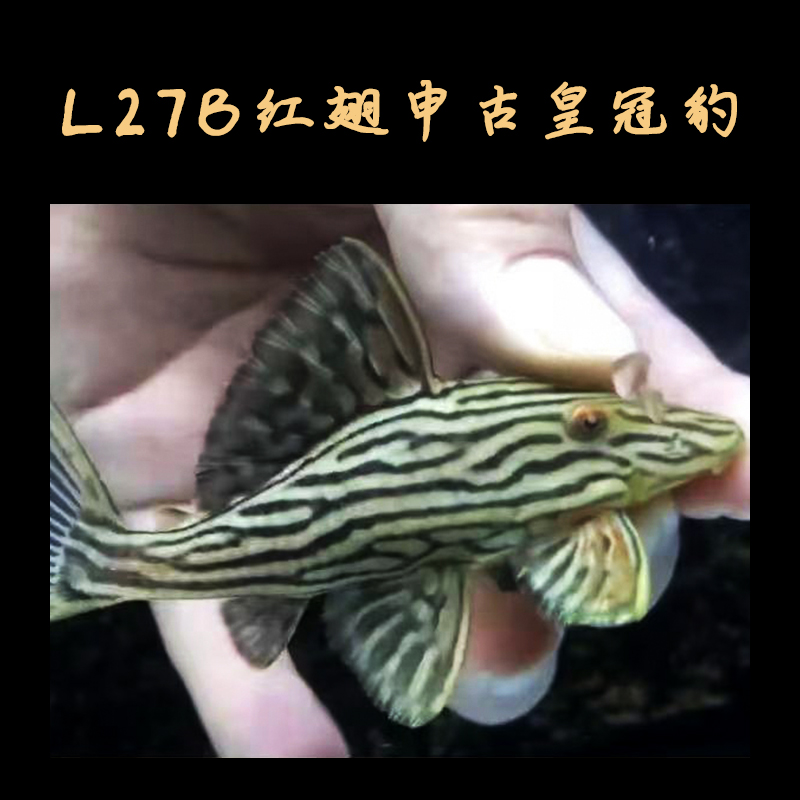 南美精品纯种异形清道夫鱼l27b红翅申古皇冠豹热带淡水小型观赏鱼