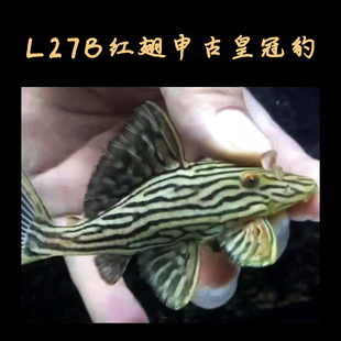 南美精品纯种异形清道夫鱼L27B红翅申古皇冠豹热带淡水小型观 新品