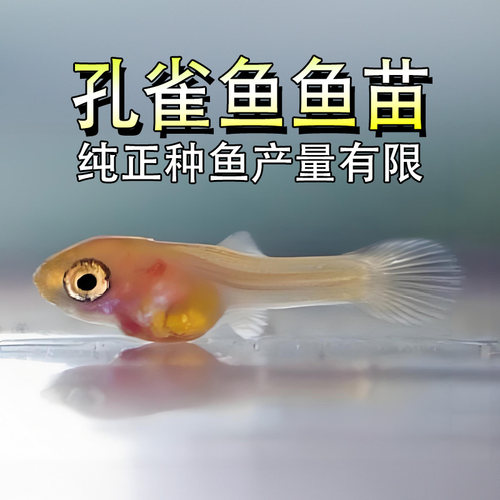 孔雀鱼苗活体纯种凤尾观赏鱼