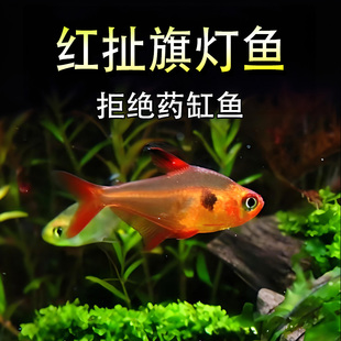 玫瑰旗灯鱼扯旗鱼热带观赏淡水鱼精品易饲养新手鱼水草缸混养活体