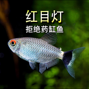 红目灯鱼新手入门荧银屏银平灯小型热带观赏鱼淡水草缸群游活体鱼