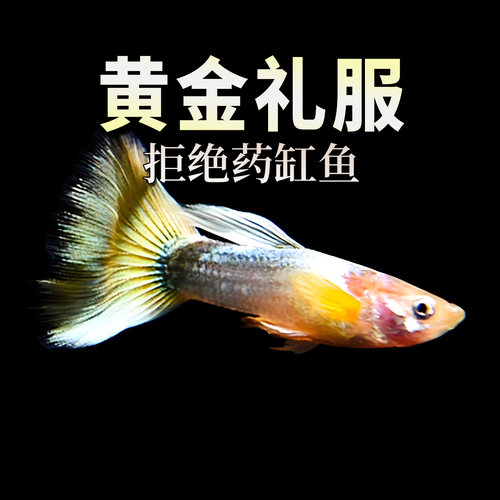 金色孔雀鱼怀孕母鱼临产黄金礼服