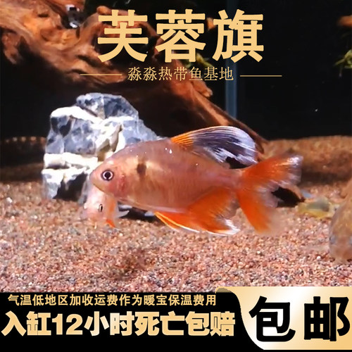 芙蓉旗鱼大帆鳍芙蓉玫瑰