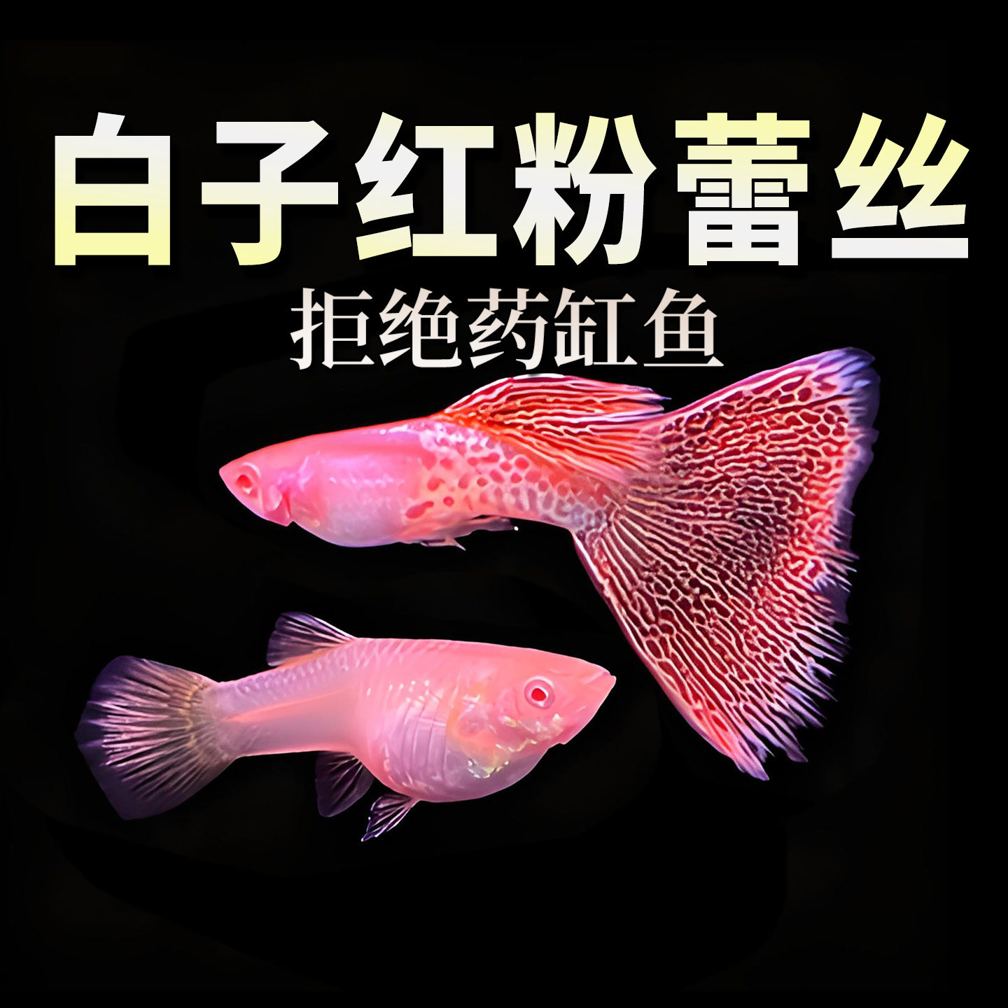 白子红粉蕾丝雷丝淡水孔雀鱼包邮