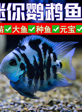 精品迷你鹦鹉鱼苗易活蓝白鹦鹉鱼