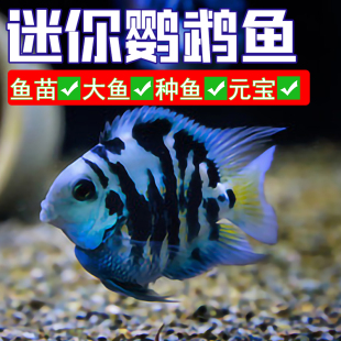 精品元宝迷你鹦鹉鱼种鱼一对易活体鱼苗白金宝蓝繁殖配对公母热带