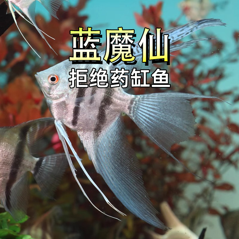 神仙鱼燕鱼德系蓝魔鬼燕鱼