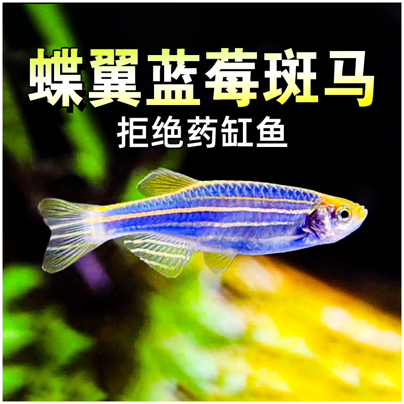斑马鱼蝶翼长尾蓝莓斑马鱼