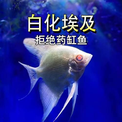 蓝眼淡水小型燕子热带观赏活体