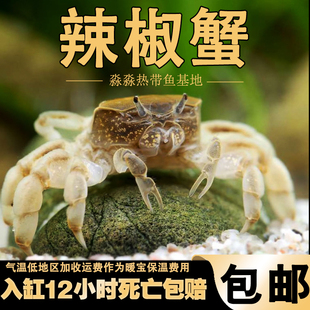 辣椒蟹水草缸生态瓶水陆宠物缸陆居观赏深水蟹微景观另类活体萌宠