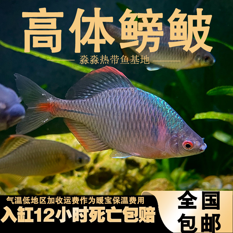 高体鳑鲏鱼淡水原生冷水鱼