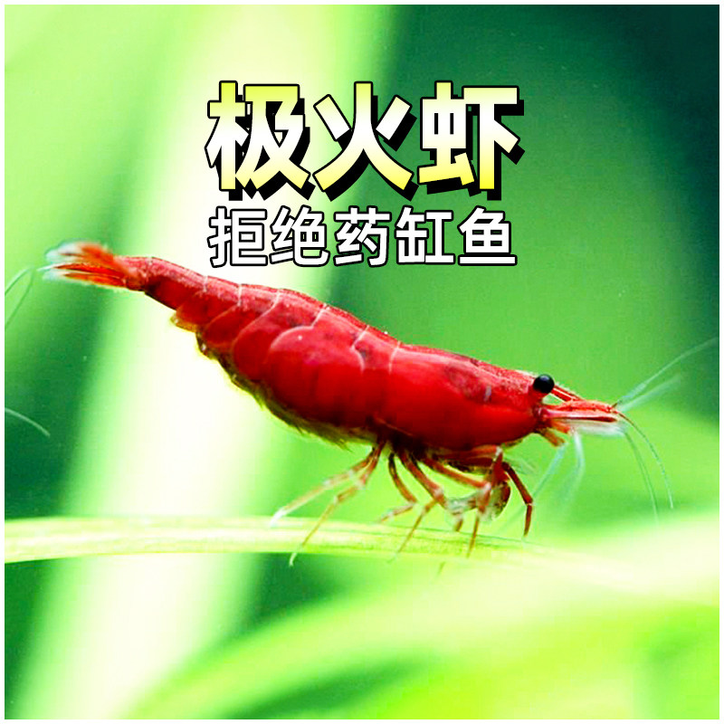 极火虾观赏淡水虾火焰红烤漆无缝急火除丝藻樱花工具宠物草缸米虾