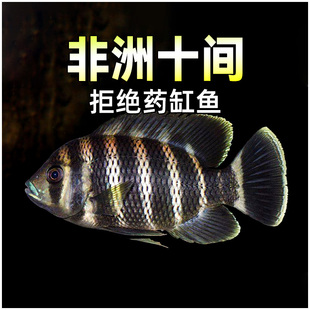 非洲十间鱼热带观赏鱼三湖慈鲷发财鱼小中型淡水鱼印尼虎龙鱼配鱼