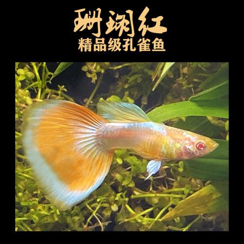 精品大尾巴珊瑚红火烧云孔雀鱼