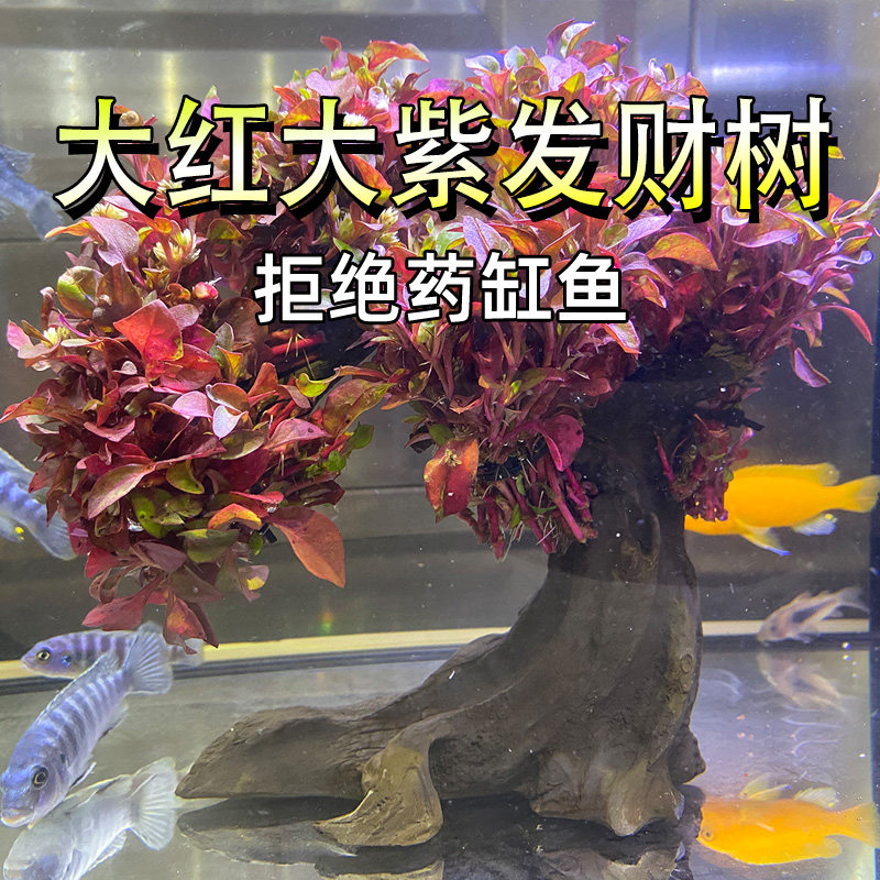大红大紫发财树鱼缸树发财树水草懒人造景鱼缸造景摆件树