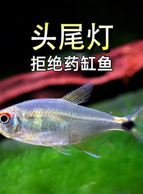 头尾灯鱼新手小型鱼灯红绿灯