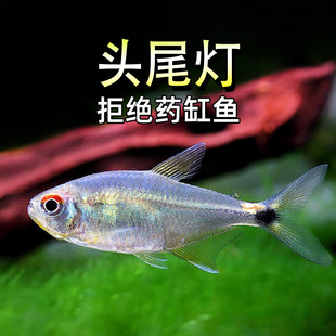 头尾灯鱼红绿灯热带鱼新手小型鱼灯科鱼水草缸群游小鱼观赏鱼活体
