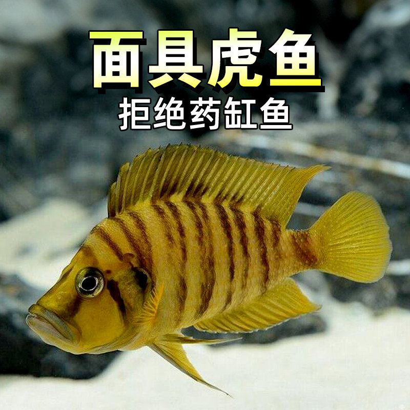 德系三湖慈鲷 面具虎鱼活体热带淡水观赏鱼