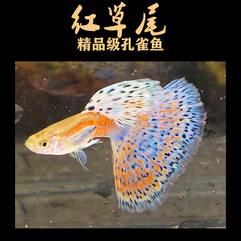 红草尾蓝兰草尾孔雀鱼大尾精品观赏鱼热带水草高端缎带怀孕母纯种