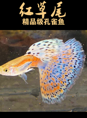 红草尾蓝兰草尾孔雀鱼大尾精品观赏鱼热带水草高端缎带怀孕母纯种