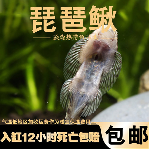 鱼缸清洁工具鱼琵琶鳅