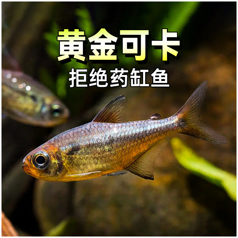 黄金可卡灯鱼南美进口f1白金可卡霓虹帝王灯珍惜观赏鱼稀有灯鱼