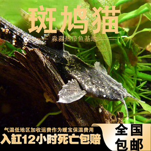 斑鸠猫鱼南美热带鱼观赏鱼工具鱼翻砂异型底栖鲶鱼五弦琴猫活体鱼
