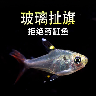 玻璃扯旗鱼新手入门热带鱼小型三色玻璃旗黄白灯鱼观赏鱼小鱼活体