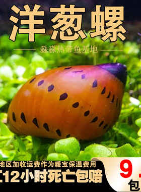 进口超大号洋葱粗纹斑马螺草缸除藻清洁鱼粪的黑黄金刚工具螺蜗牛
