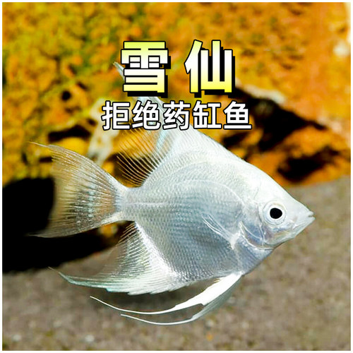 秘鲁白神仙雪仙鱼燕鱼