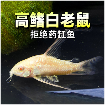 活体小型淡水清洁除藻