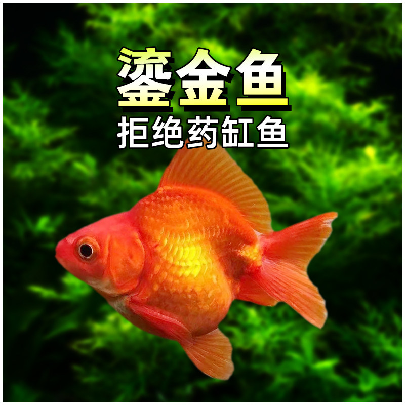 长尾鎏金金鱼短尾冷水鱼淡水鱼好养耐活鱼兰寿狮子头泰狮金鱼