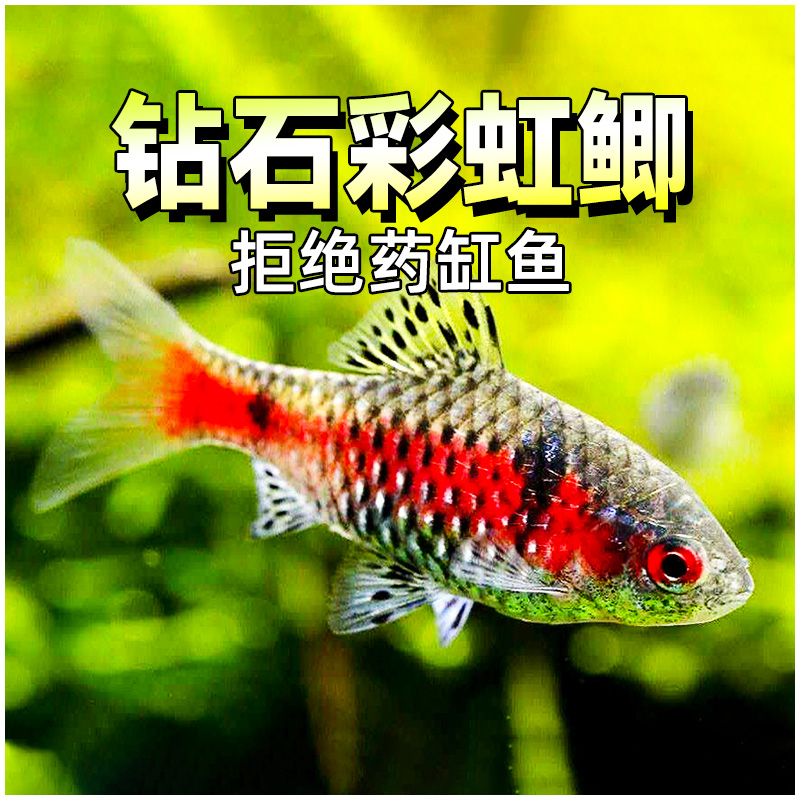 钻石彩虹鲫原生热带观赏宝
