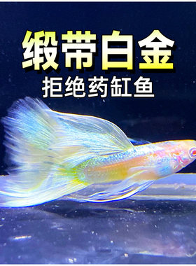 礼服活体纯种下崽孔雀鱼