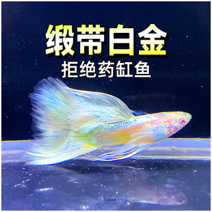 缎带白金礼服孔雀鱼包 精品稀有品种观赏热带鱼活体纯种下崽 免邮
