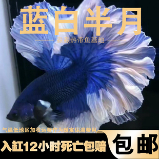 精品泰国斗鱼活体半月斗鱼活鱼 蓝身白尾淡水热带观赏鱼 包邮