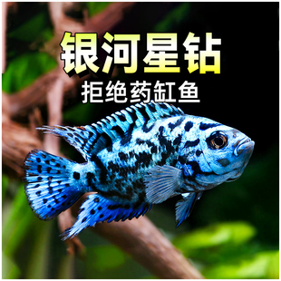 银河星钻短鲷三湖慈鲷美洲慈鲷鱼热带观赏鱼活体珍珠豹新手易养鱼