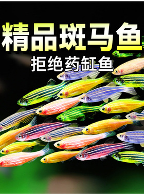 斑马鱼热带观赏鱼七彩荧光斑马小型淡水宠物鱼新手好养灯科鱼活体