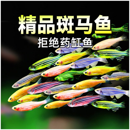 热带淡水鱼斑马鱼活体鱼宠物新手