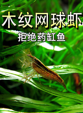 木纹网球虾热带淡水宠物虾
